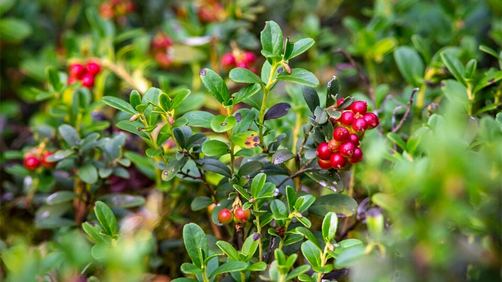 Брусника это. Брусника – Vaccinium Vitis-idaea l. ареал. Толокнянка и брусника. Толокнянка брусника хвощ. Vaccinium Vitis idaea осенью.