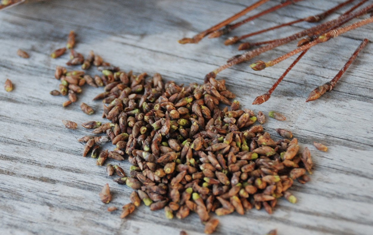 Березовые почки в аптеке. Сбор березовых почек. Березовые почки аптечные. Березовые почки 50г фитофарм. Какие березовые почки.